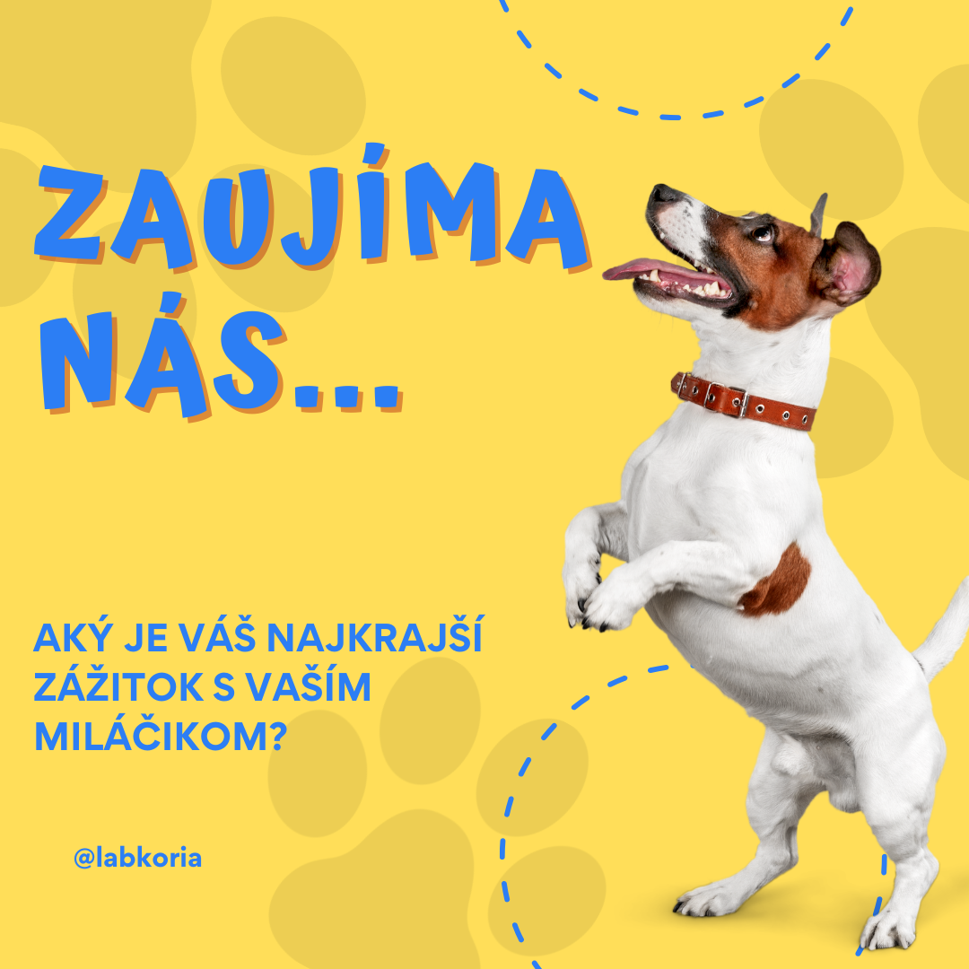 Domov pet shop store dog instagram post (1)
